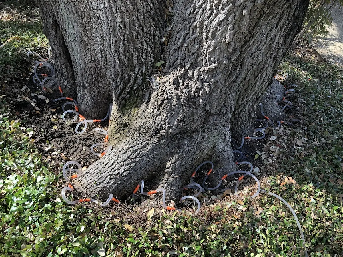 Detailed Tree Cabling and Bracing job site in Port Clinton